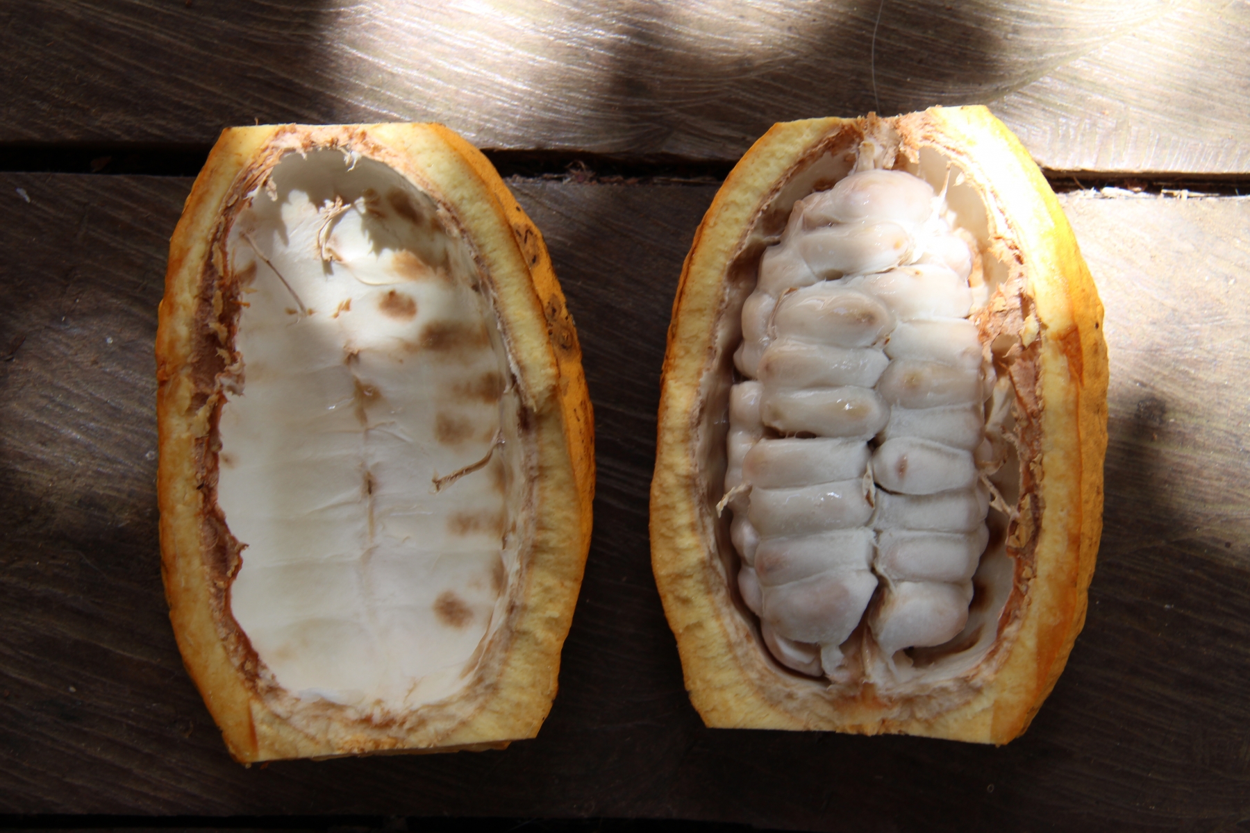 Kakaofrucht von innen - frisch aufgeschnitten