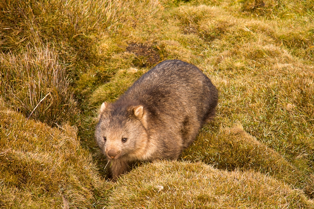 Wombat im Cradle Mountain Lake St. Claire Nationalpark